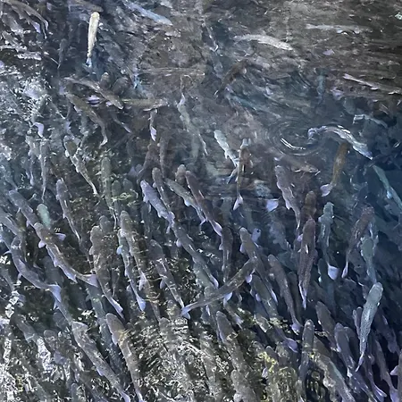 Appartement Krupajska Bajka *