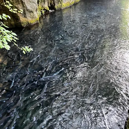 Krupajska Bajka * Krepoljin