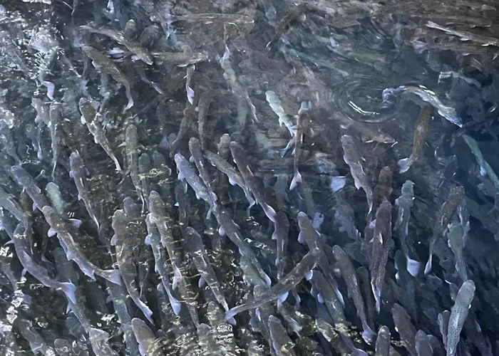 Apartment Krupajska Bajka *