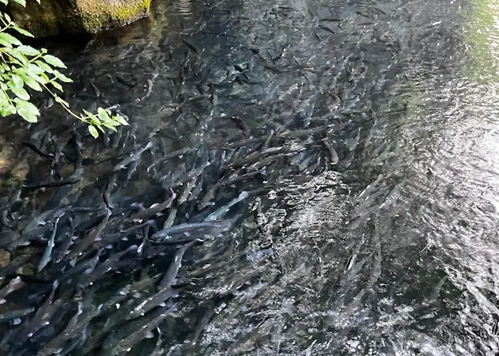 Krupajska Bajka * Krepoljin